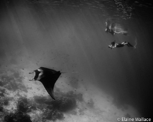 Keep up if you can!  A bonus manta encounter between dives. by Elaine Wallace 